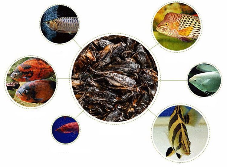 fresh cricket for carnivorous fish