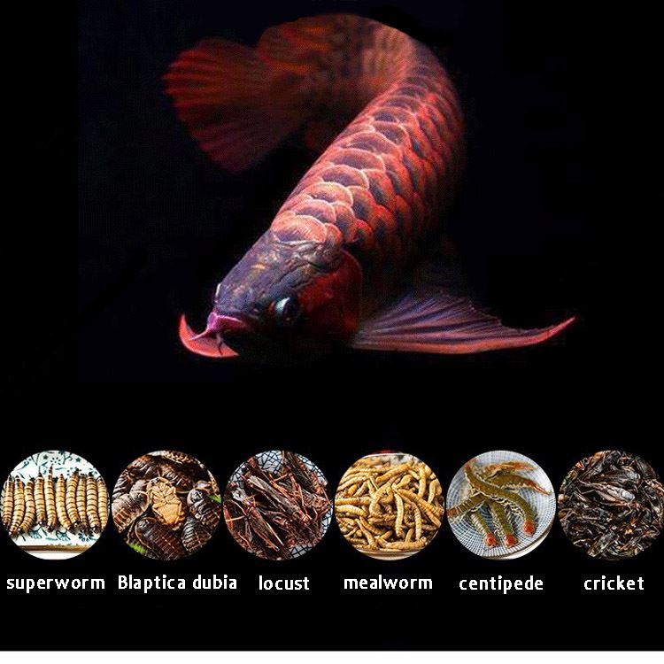fresh cricket as fish food and reptile food