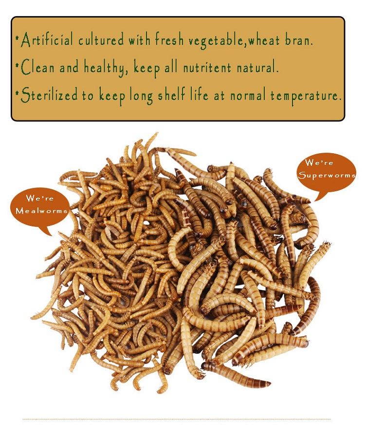 live superworms and  fresh mealworms