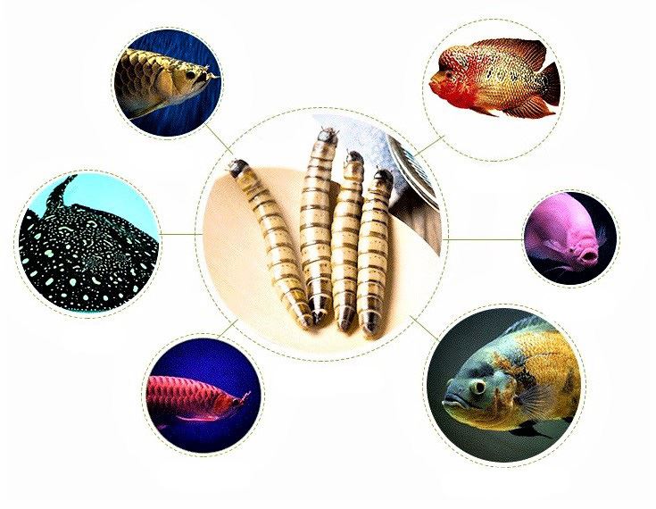 live superworms for arowana fish