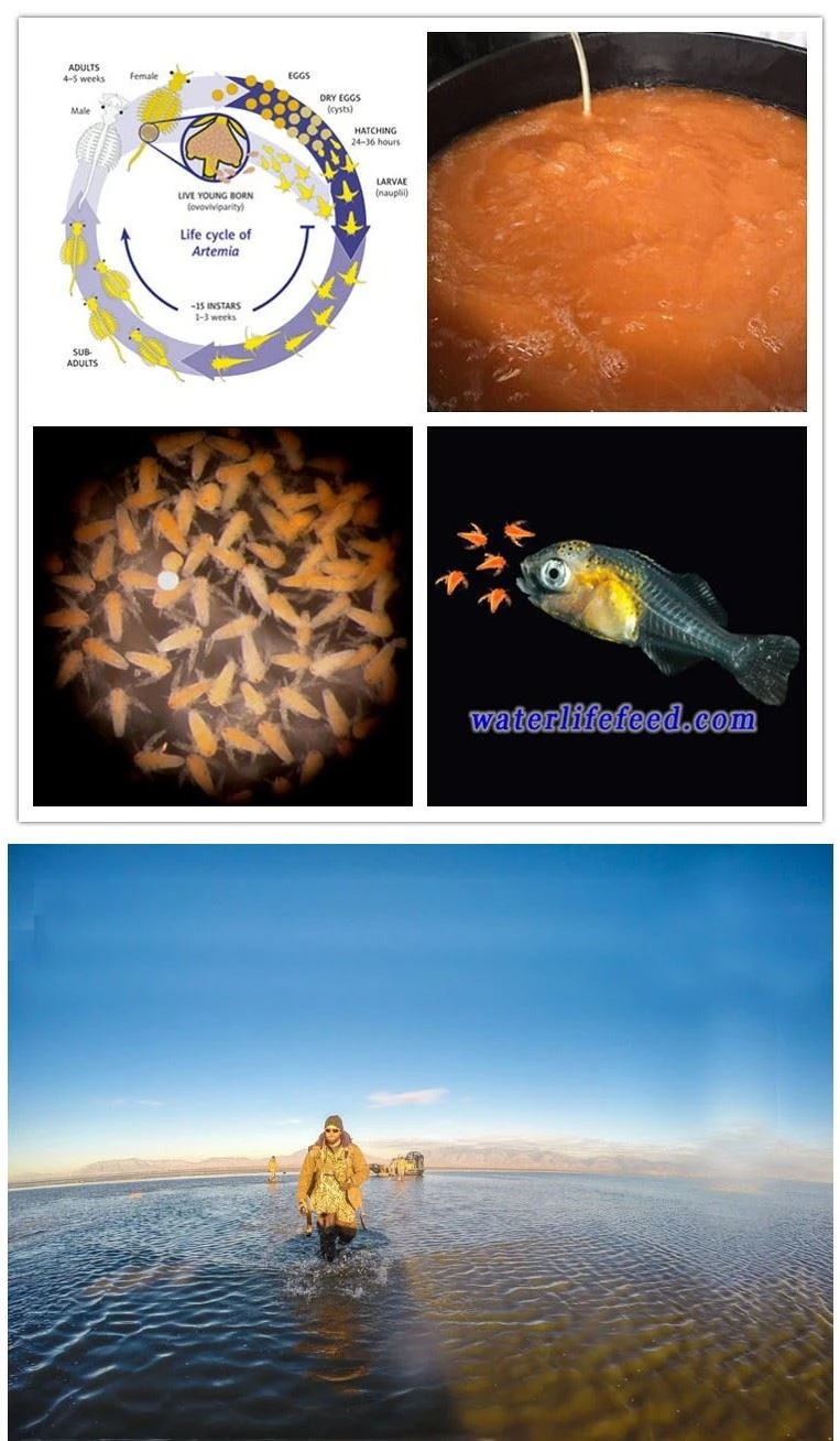 USA brine shrimp eggs USA brine shrimp eggs