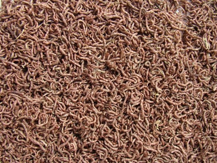 FD bloodworm