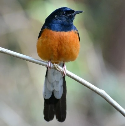 white-rumped-shama white-rumped-shama