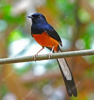 white-rumped-shama bird white-rumped-shama bird