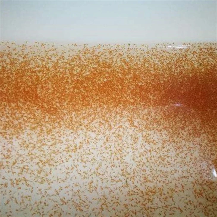 Frozen Daphnia feed Frozen Daphnia feed