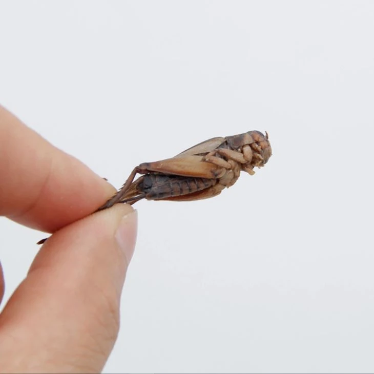 cricket reptile food