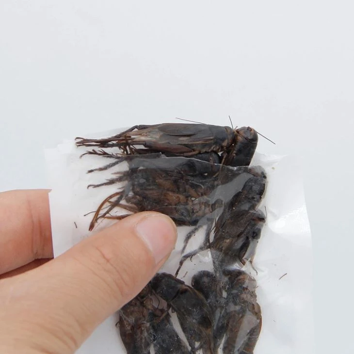 fresh cricket fish food bird food repitle food