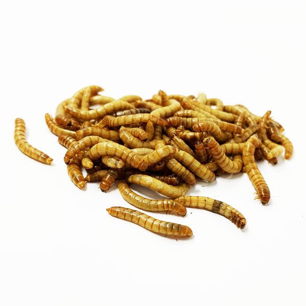 fresh mealworms feed