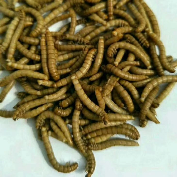 Fresh mealworm for fish