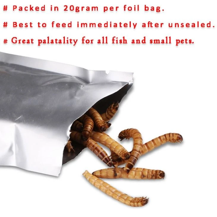 fresh superworms in foil bag