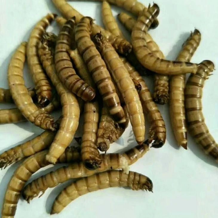 fresh superworms