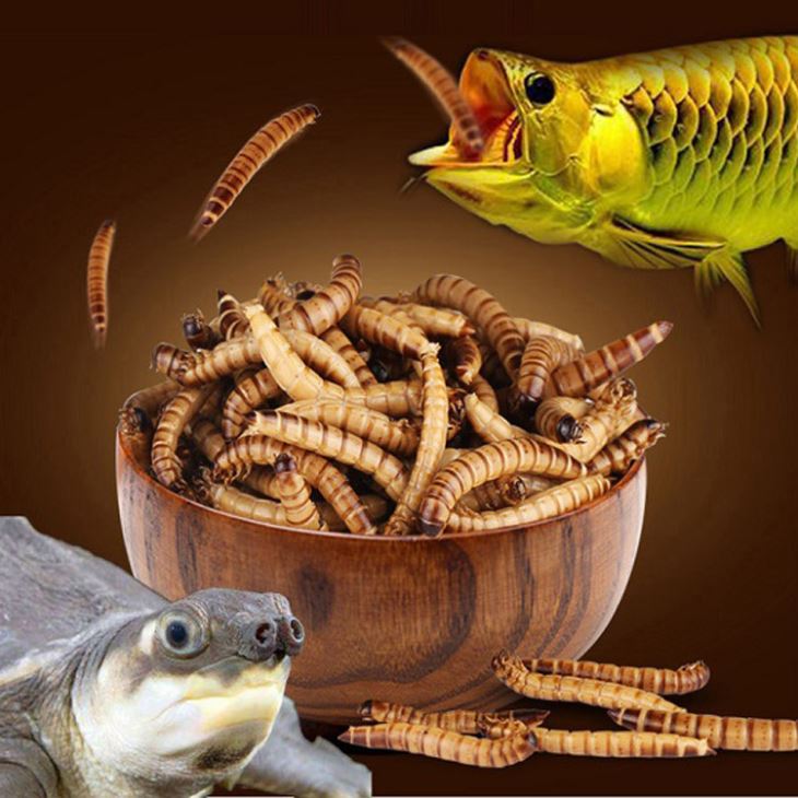 live superworms for arowana fish and aquatic turtle
