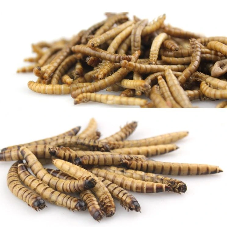 Makanan Ikan Superworms Segar