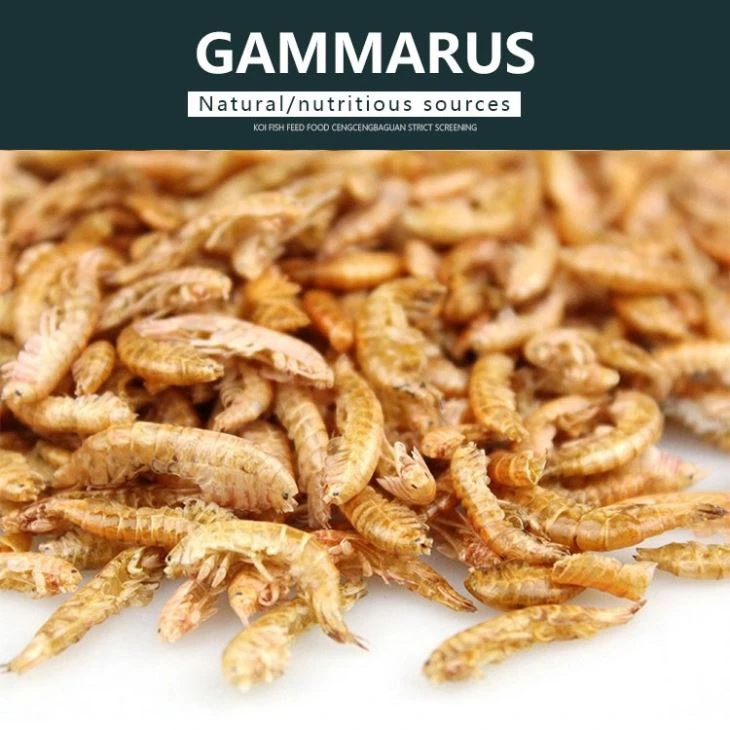 Dried Gammarus Dried Gammarus